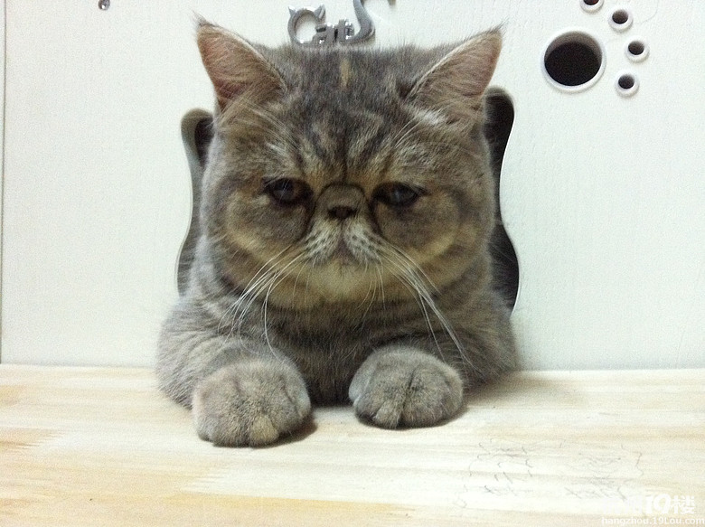 蓝妹妹<em>找帅哥</em>啦!-家有宠物-<em>杭州</em>19楼