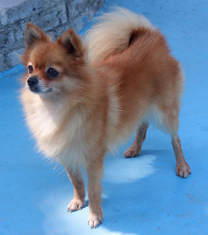 出售顶级哈多利球形博美 保证纯种健康 多只可选-宠物相关交易区-杭州19楼