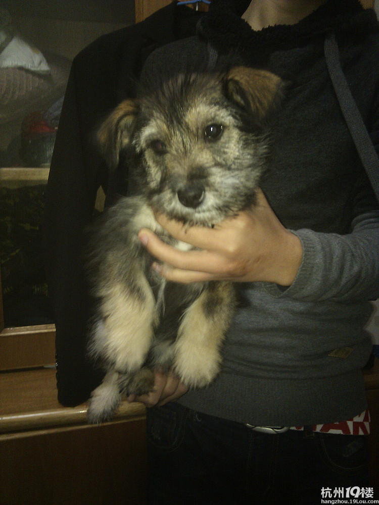 家养三个月大串串母亲雪纳瑞免费送养