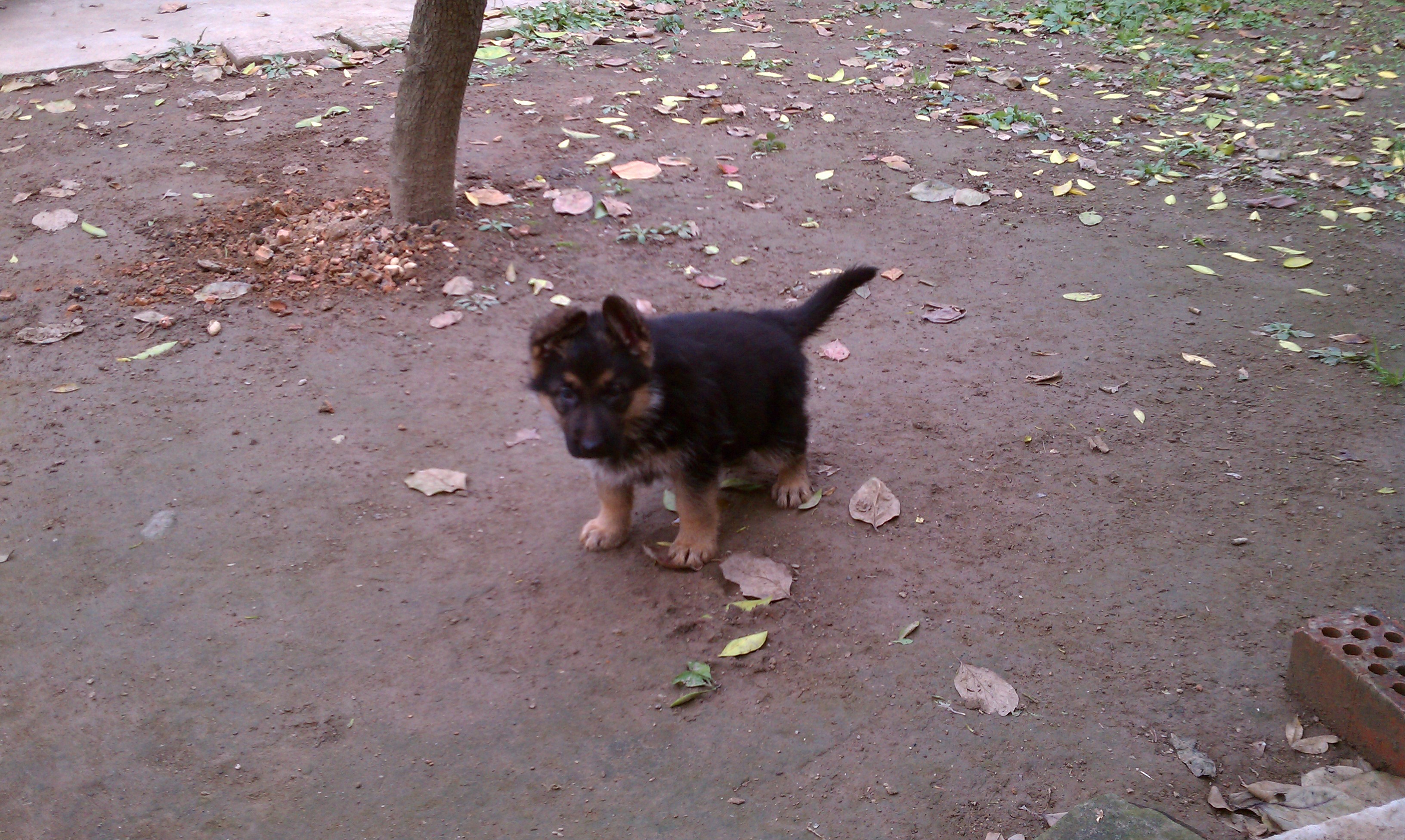 我的小德牧-家有宠物-杭州19楼