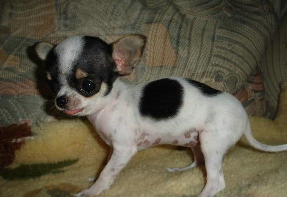 出售墨西哥吉娃娃幼犬黑白花黄白花公母都有多