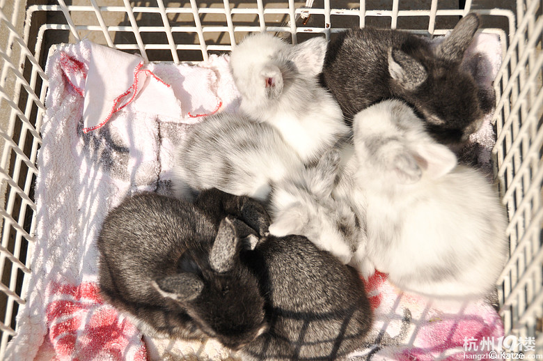 怎么杀兔子?-家有宠物-杭州19楼