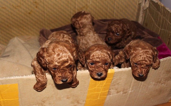 杭州出售自家养纯种泰迪贵宾犬 2个月 共6只 已