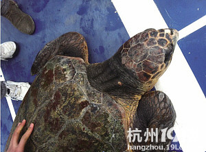 台州老板买下传奇百年蠵龟放归大海-讲白搭-台