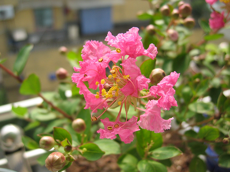 显显洋看我养的花儿-边走边拍-杭州19楼