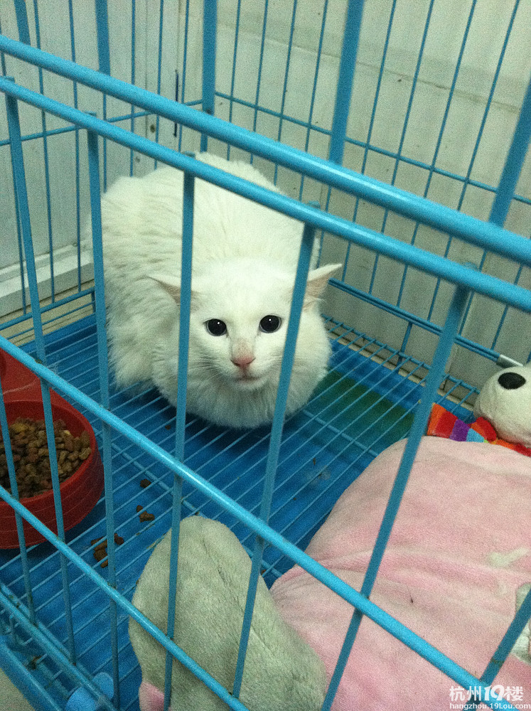 蓝眼白猫求领养-家有宠物-杭州19楼
