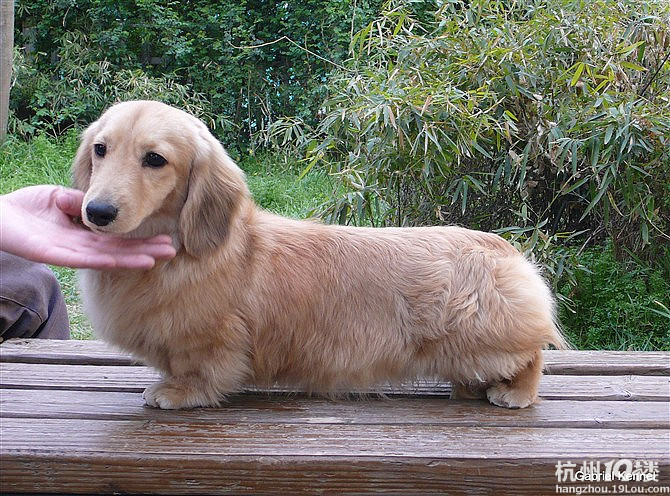 Show下我们的长毛腊肠犬~~~~~~~!!!-爱宠分享-家有宠物-杭州19楼