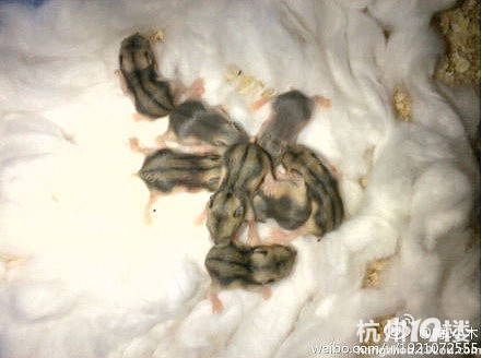 2012年2月21日晚上出生的三线仓鼠 宝宝,免费