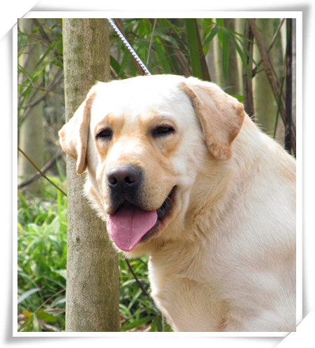 杭州善良拉布拉多家庭型犬舍-宠物相关交易区