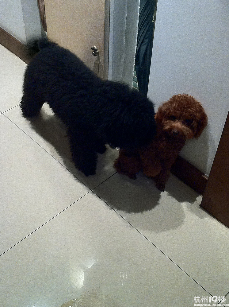 lucky<em>宝宝</em>每日一狗-无偿征婚-家有宠物-杭州19