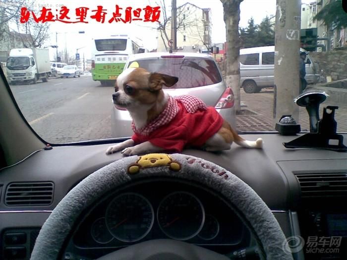 一只狗的自述…-搞笑-养眼搞笑-杭州19楼