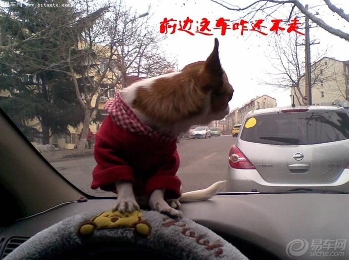 一只狗的自述…-搞笑-养眼搞笑-杭州19楼