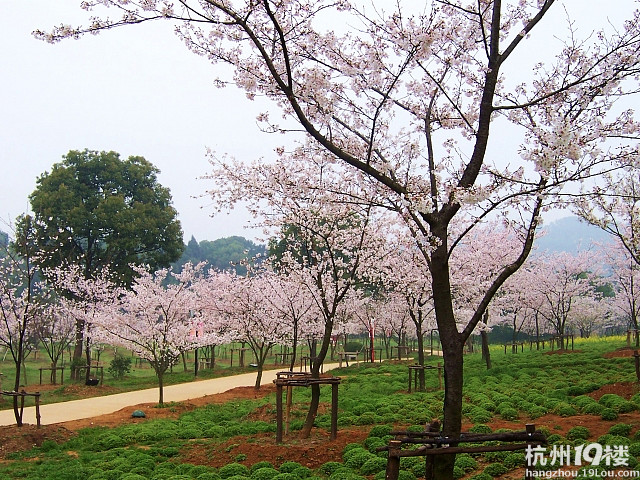 【发现之旅】绍兴樱花节 待到樱花烂漫时 她在