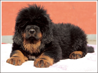 纯种藏獒 西藏獒犬 蕃狗 多启 大狗