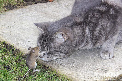 老鼠不怕猫太岁头上动土 灰猫求饶(图)-转贴
