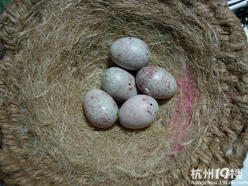 【杭州金丝雀(芙蓉鸟)爱好者爱宠欣赏】-第2页