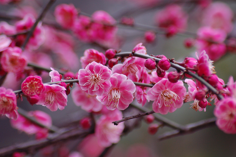 春暖花开--小区里的梅花开了-边走边拍-杭州19