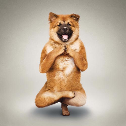 组图:搞笑狗狗拍摄瑜伽写真 模仿人类有模有样