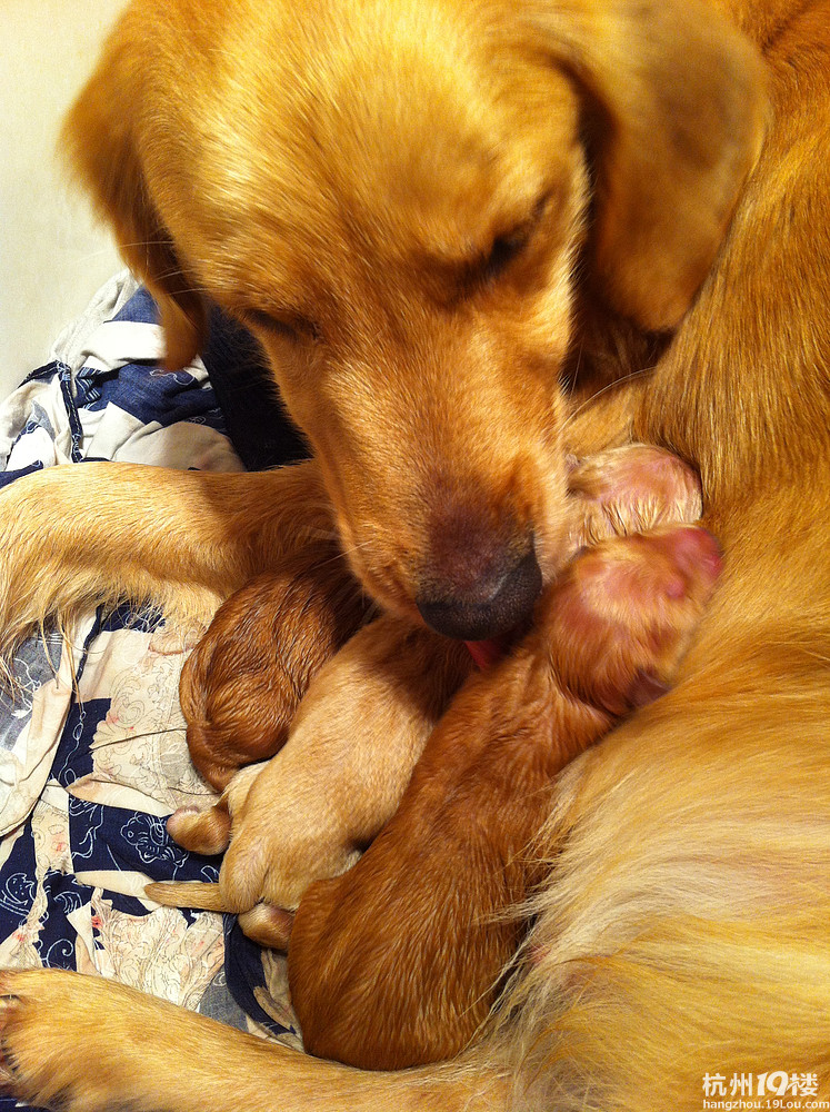 金毛颜色深的好看还是颜色淡的好看?-家有宠物