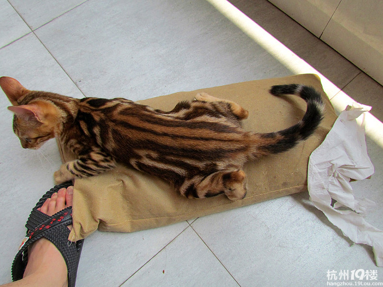 我家的小豹子们(大理石斑纹的孟加拉豹猫)-家有