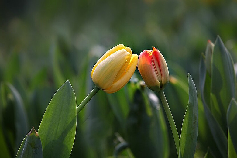 最美的春天花朵-风景照-19摄区-杭州19楼