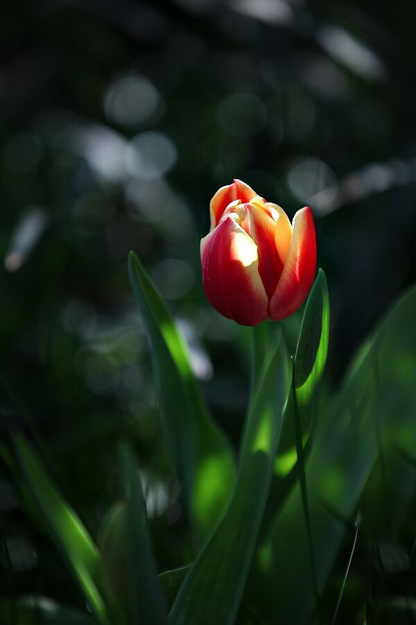 最美的春天花朵-风景照-19摄区-杭州19楼