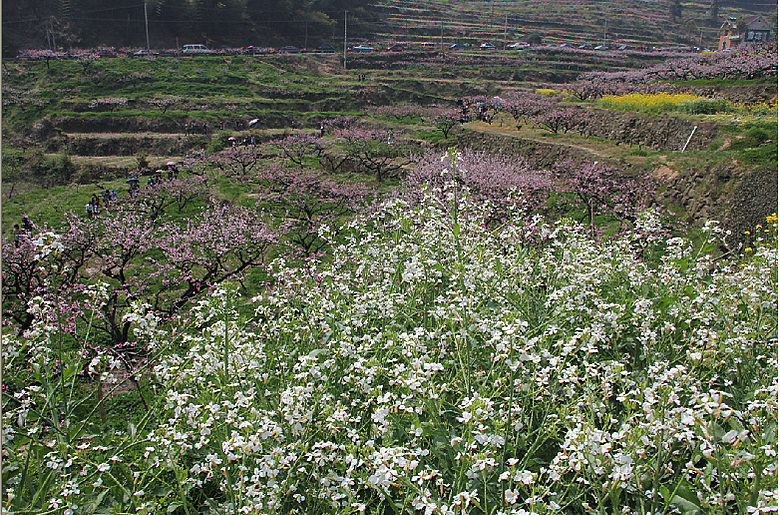 自驾阳山畈:人面桃花别样红-逍客车友会-杭州1