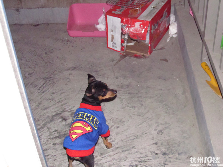 超小铁包金小鹿犬斑比从火星灰来了-4楼有更新