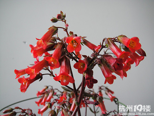 家花开了好多.后续照片已补上-花鸟鱼虫-居家生