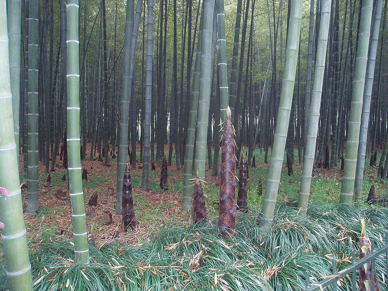 雨后,破土而出的竹笋
