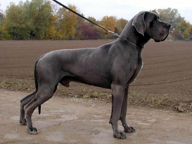 <em>大丹</em>犬的图片+什么是<em>大丹</em>犬