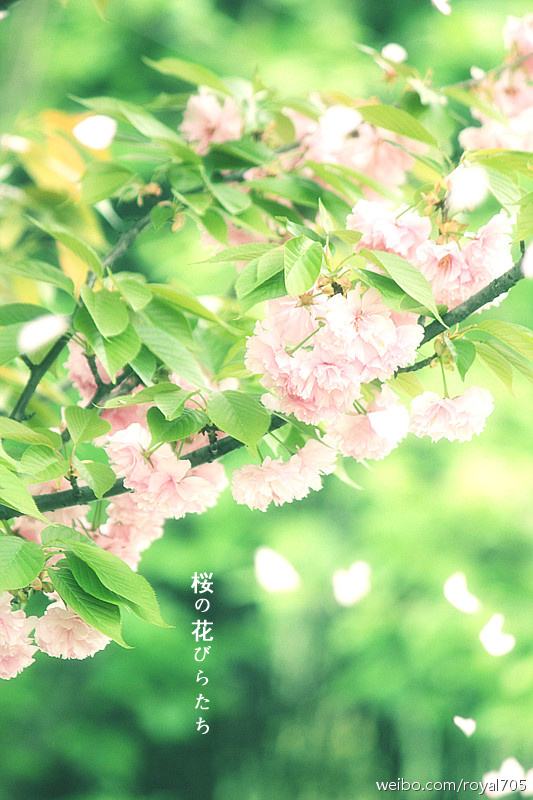 下沙六号大街的晚樱树-边走边拍-杭州19楼