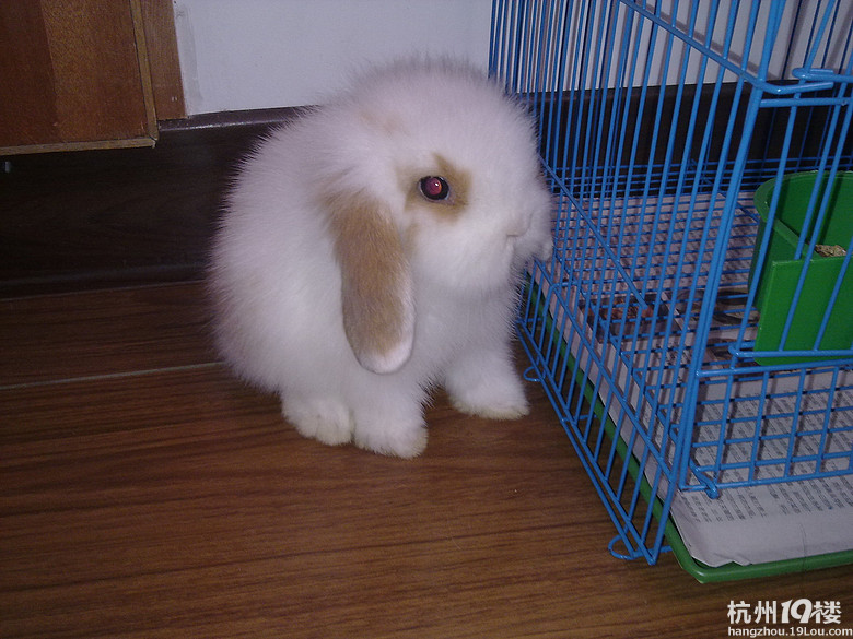 西湖区有没有可以给兔子洗澡的宠物店?