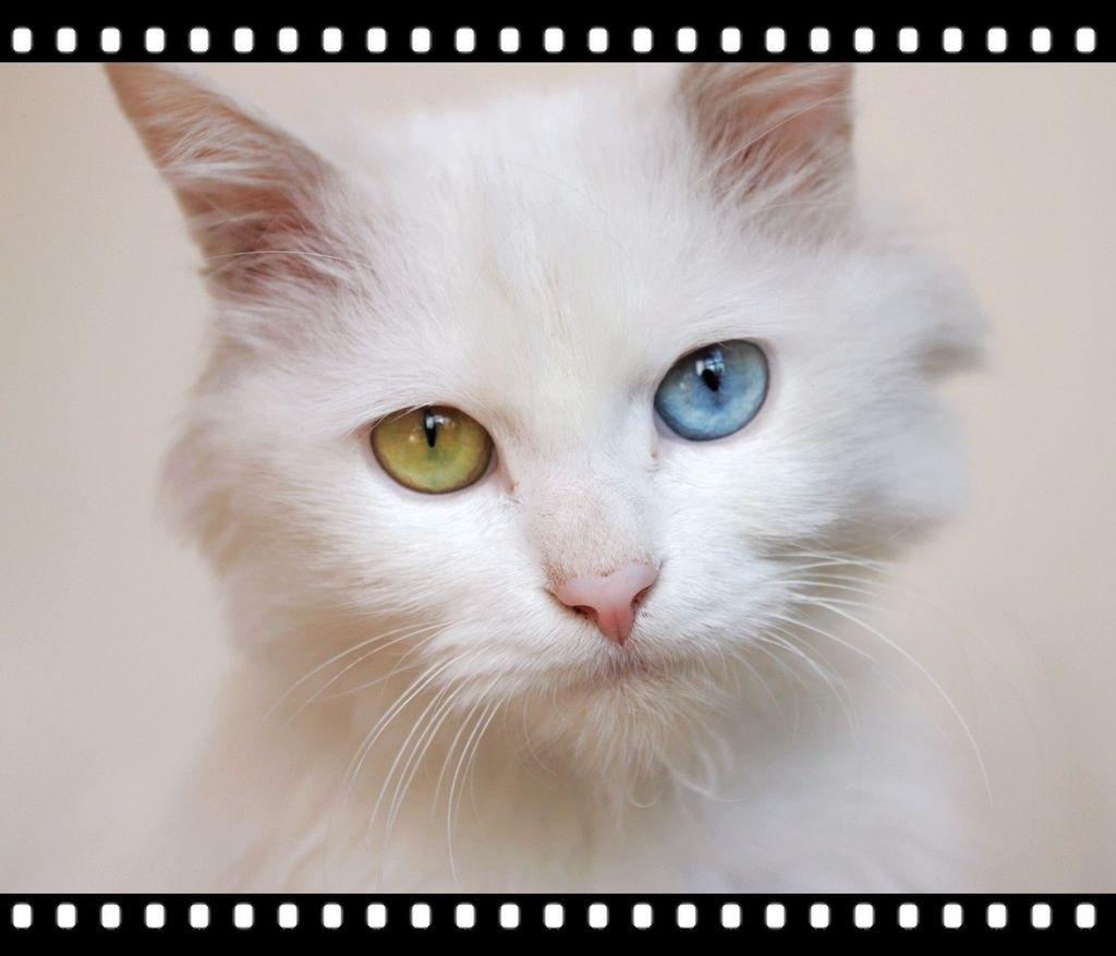 波斯猫多少钱一只+波斯猫图片