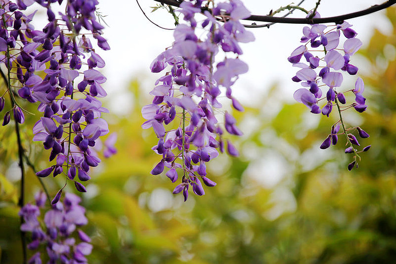 杭州花圃。紫藤萝