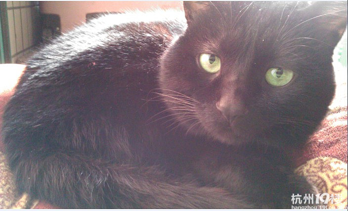 英国短毛猫 找老公 (黑毛)-无偿征婚-家有宠物-