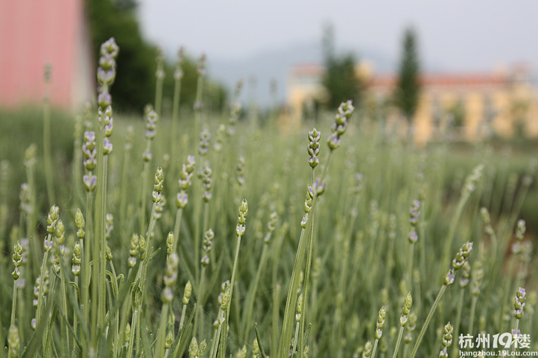 熏衣草给了我一个清新五一假期-杭州旅游攻略