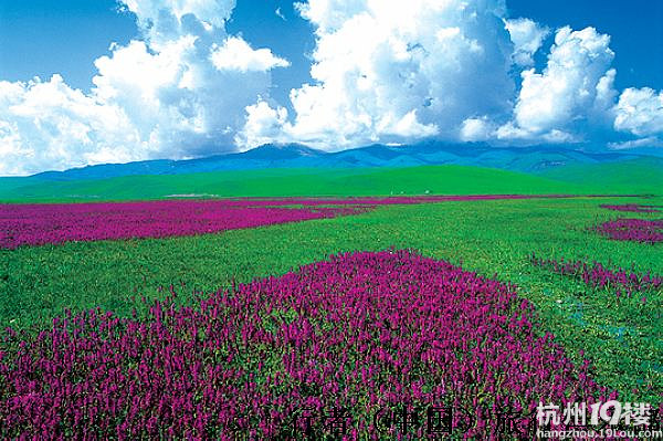 六月新疆伊犁熏衣草 天山大草原 让我们一起约