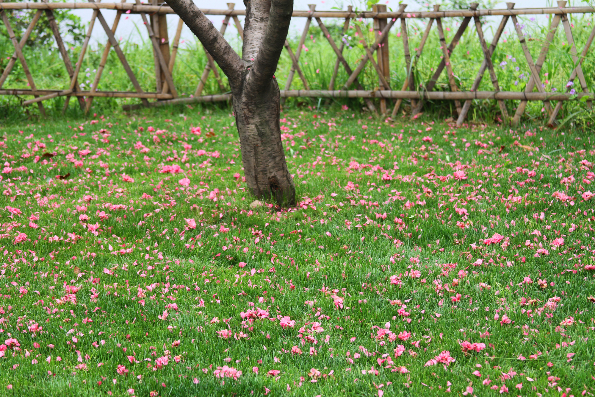 花开花落+风韵犹存