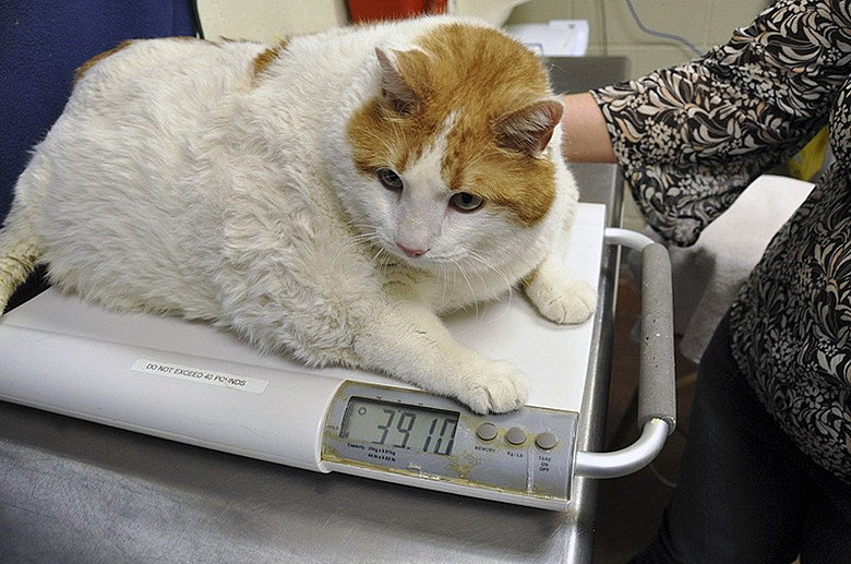 高清:兽医为体重18公斤肥猫减肥-搞笑-养眼搞笑