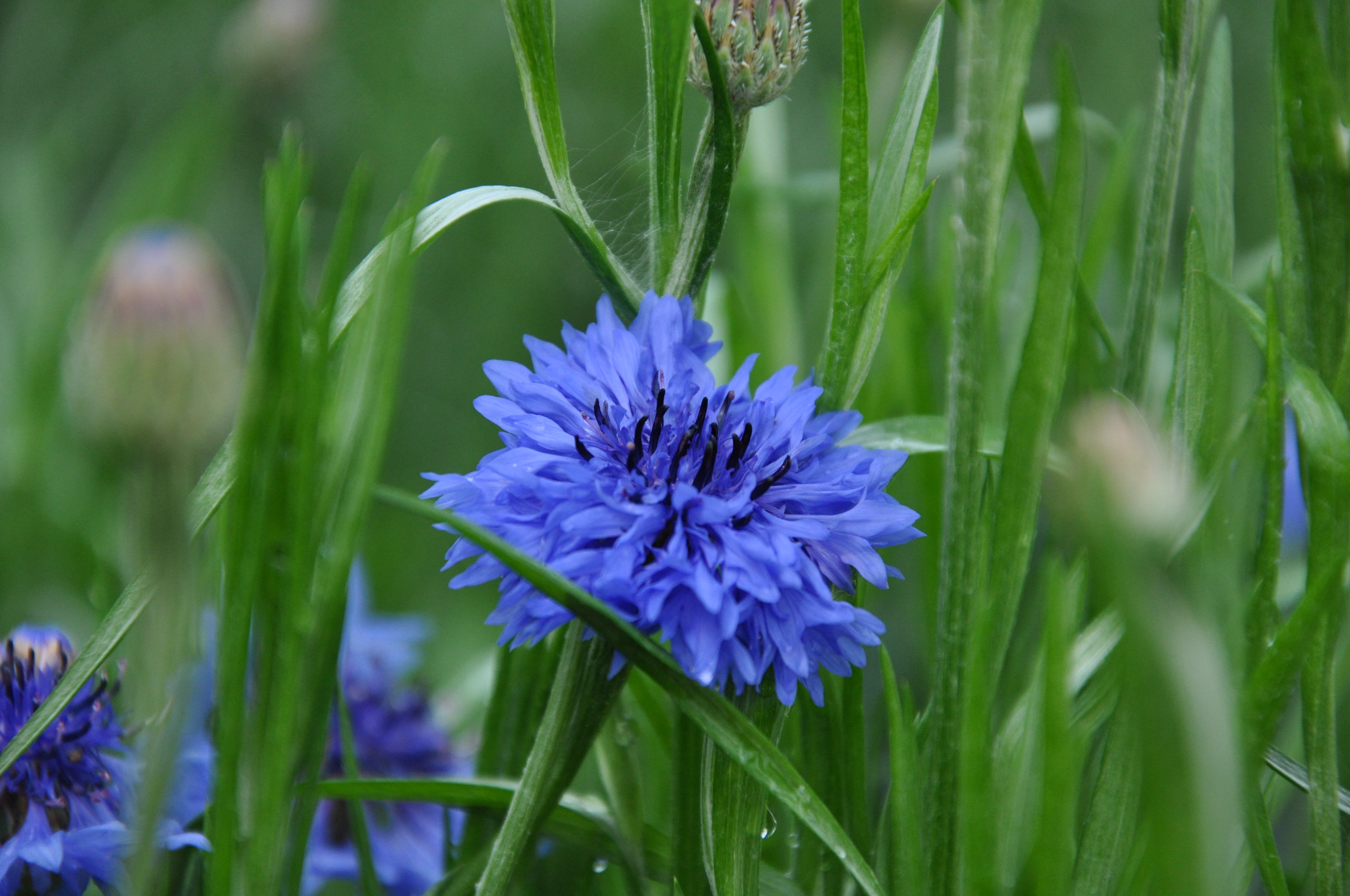 蓝色的矢车菊-边走边拍-杭州19楼