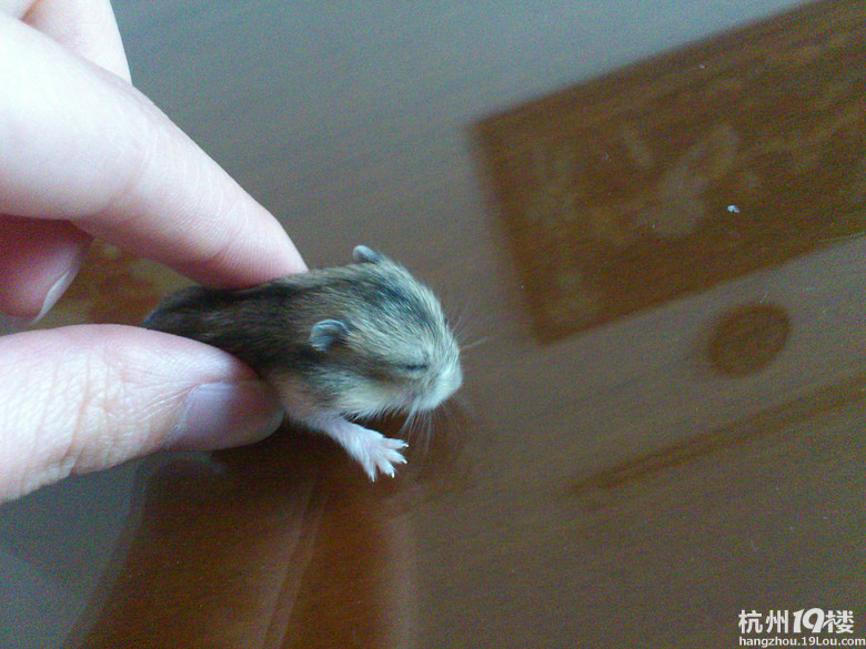 最后一只三线仓鼠送人,两个月大了!-家有宠物-