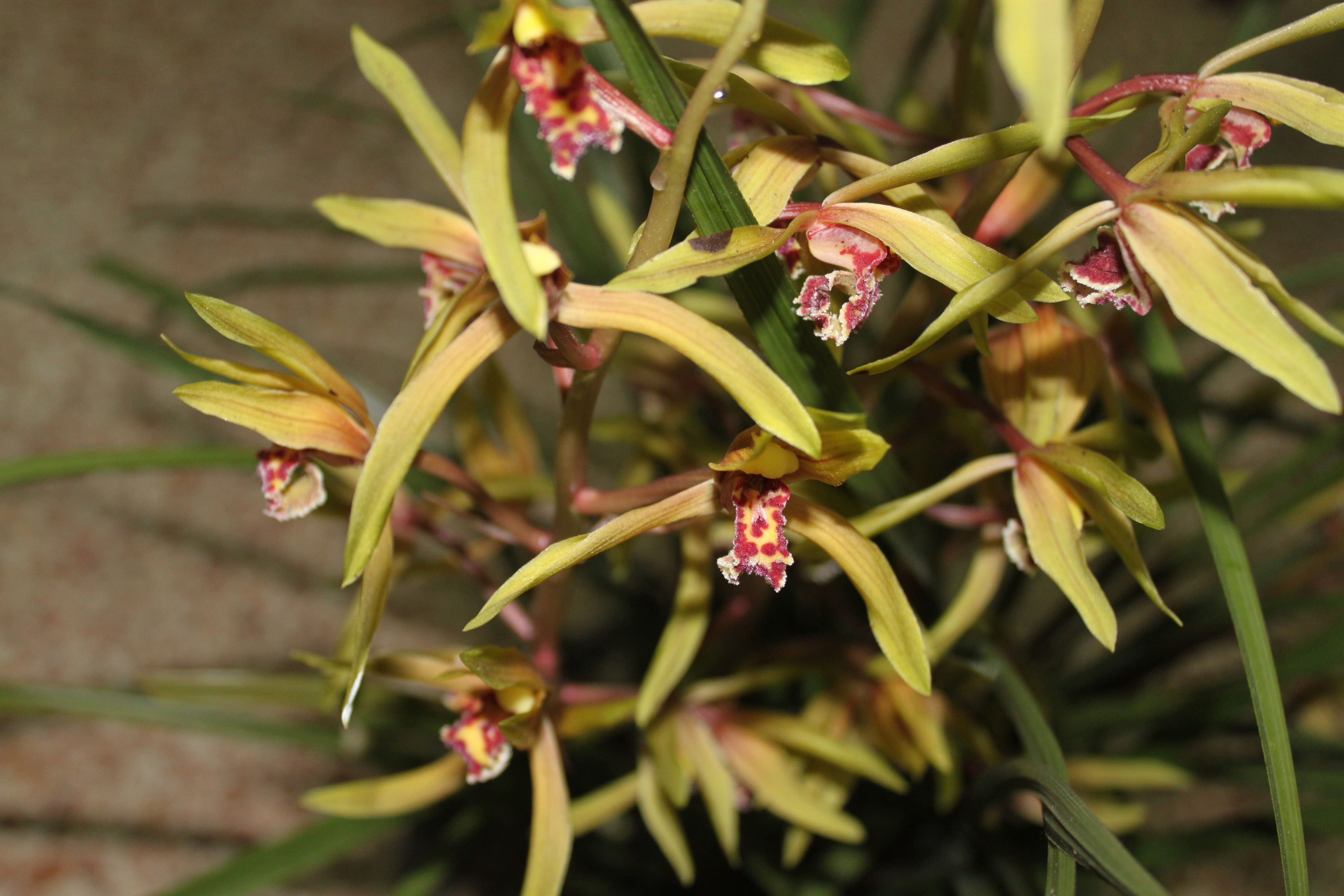 有人知道这是什么品种的兰花吗