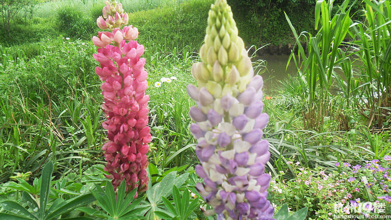 学作文,好像游玩作文更受欢迎呵!秋季班报名罗