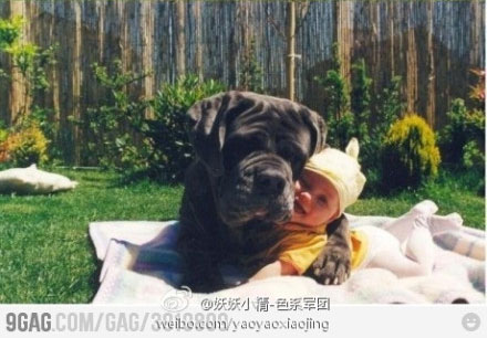 大狗狗和小宝宝最有爱了!-搞笑-养眼搞笑-杭州