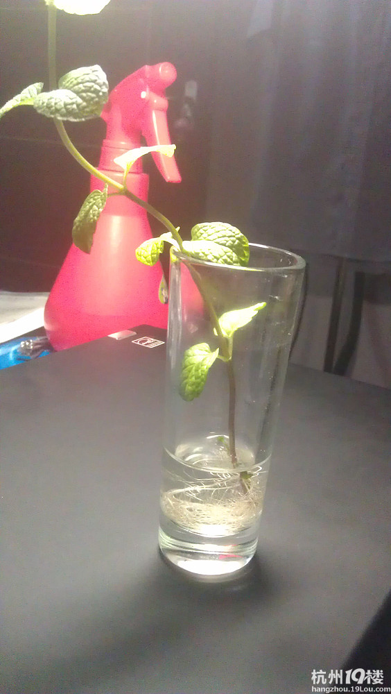 薄荷可以长期水培吗?-居家生活-杭州19楼