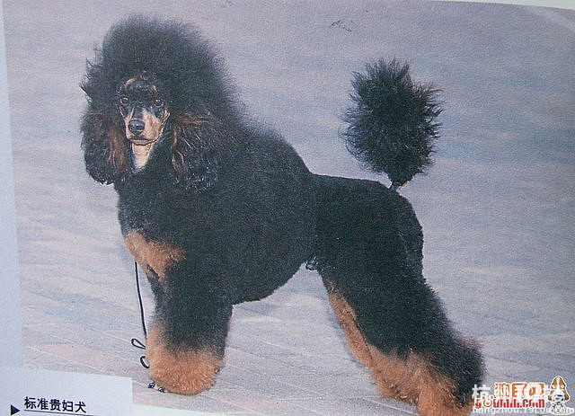 关于幻影色贵宾--我们的名字就叫幻影色-家有宠