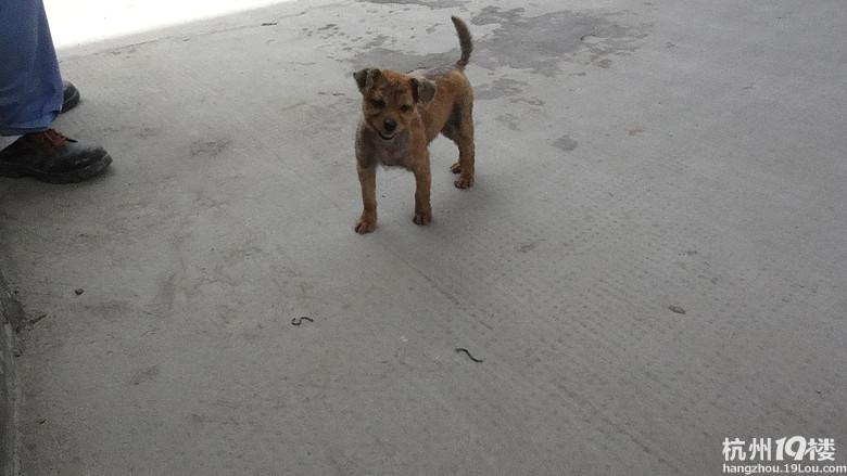 有没有人要领养小狗，流浪的小杂交狗，大概4个月大-免费送养-家有宠物-杭州19楼