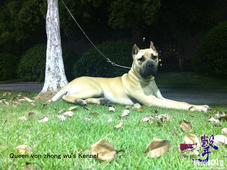 西班牙加纳利獒犬