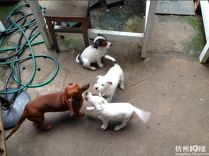 家里有三只太仓小猎犬 萧山城厢镇 要的请联系